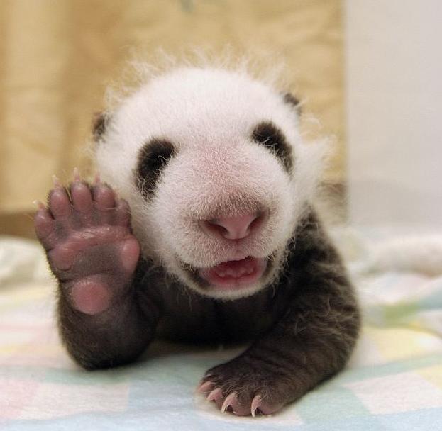 Panda's baby!